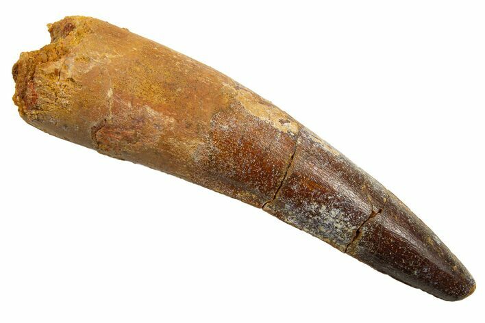 Fossil Spinosaurus Tooth - Real Dinosaur Tooth #330031